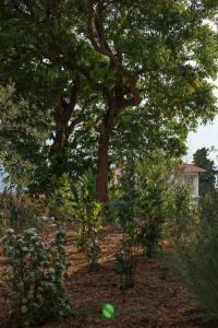 A large planter with trees