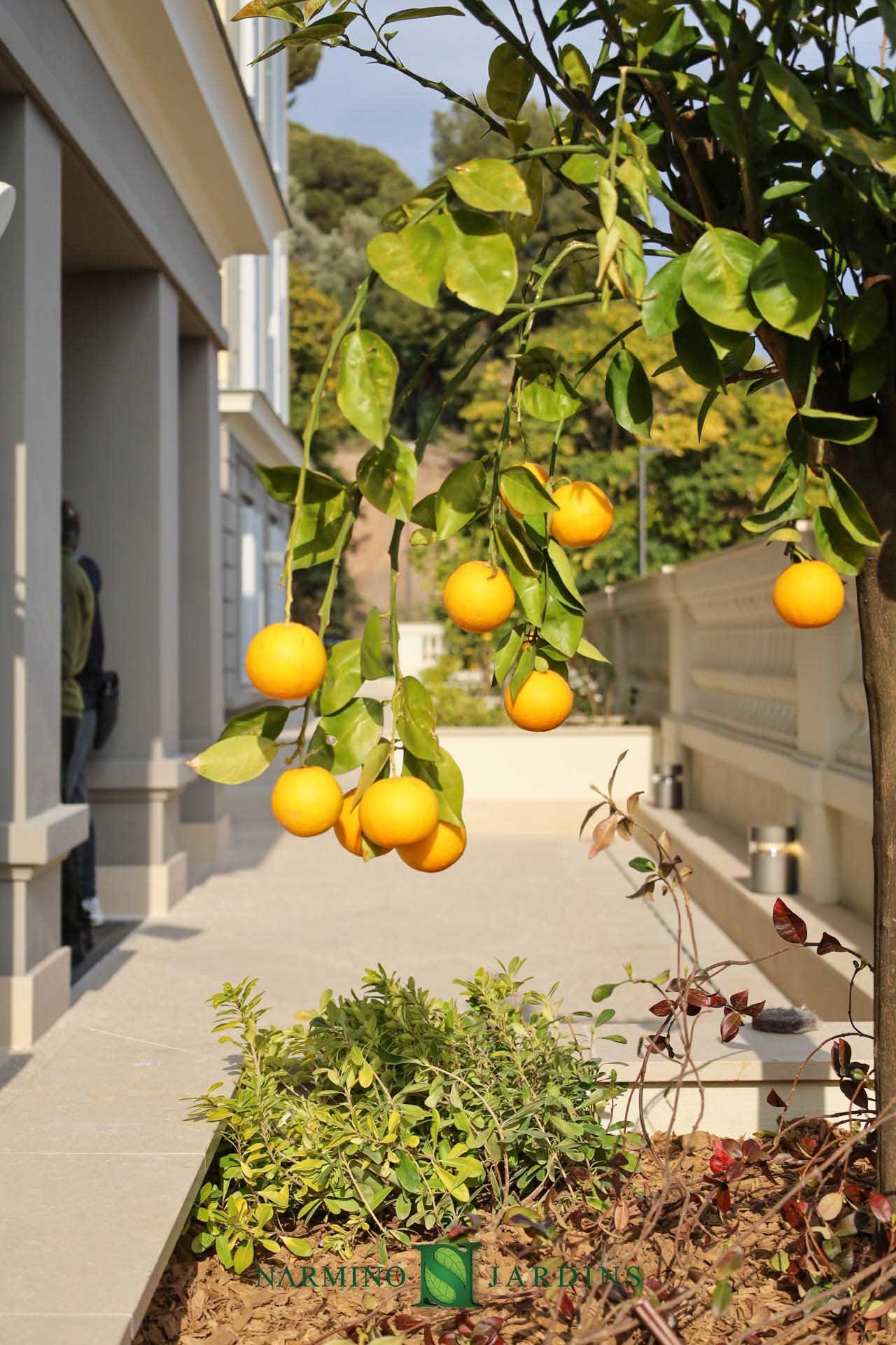 Des citrons sur une terrasse