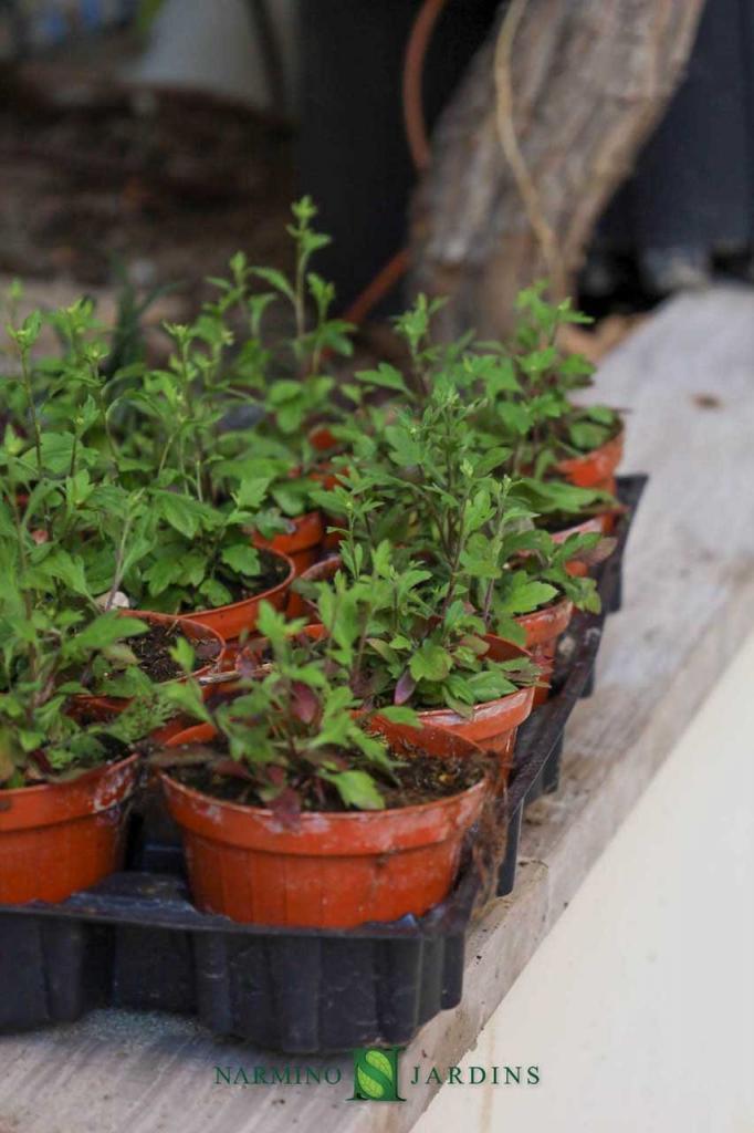 Preparation of seedlings