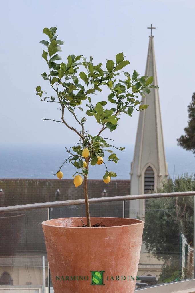 Creation of gardens in Cap d'Ail