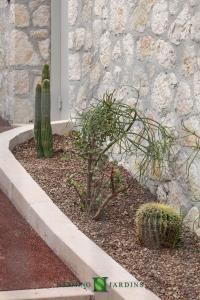 Cacti at Cap Fleuri