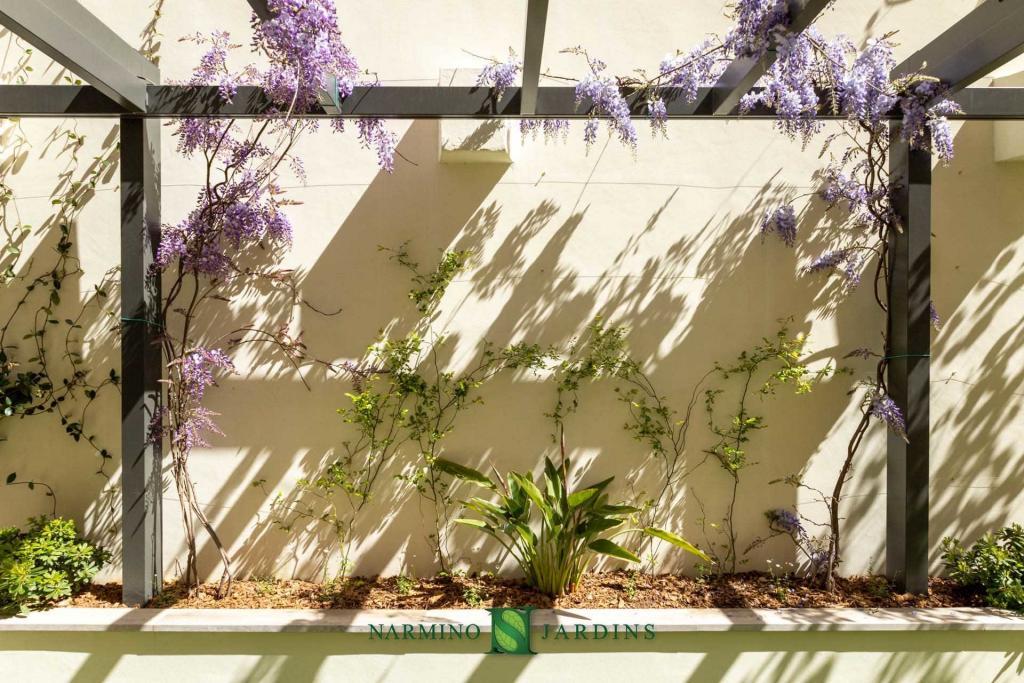 Climbing and hanging wisteria