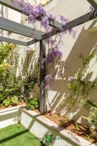 Climbing and hanging wisteria