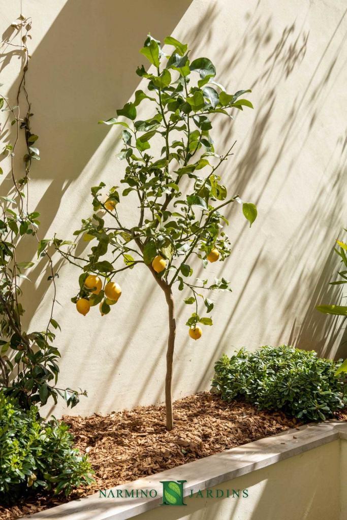 A lemon tree