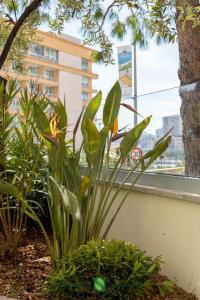 Terraces and planters by Narmino Jardins