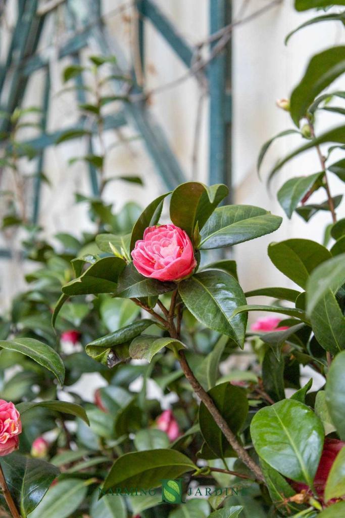 Aménagement de jardinières