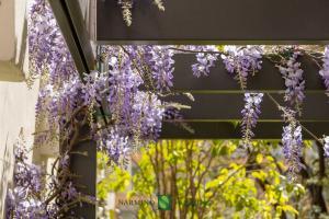 wisteria