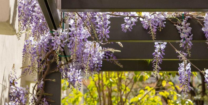 wisteria