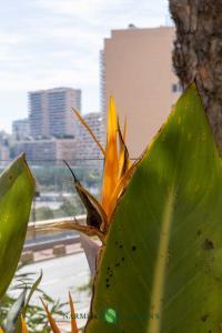 Birds of paradise and view of the Larvotto