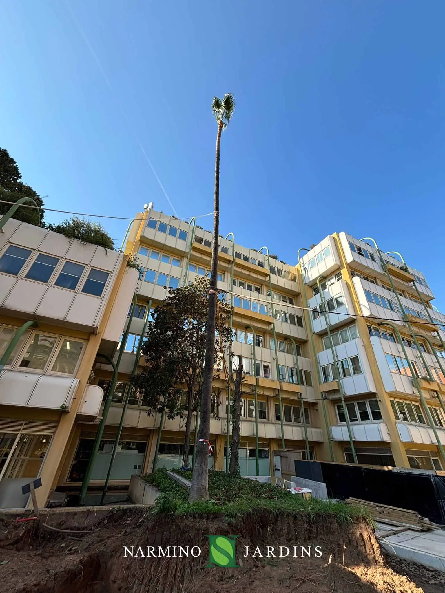 Manutention d’un palmier de grande taille à Fontvieille, Monaco